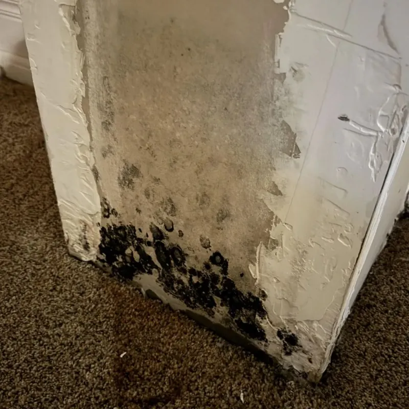 Professional Mold Removal in Towner County, ND
